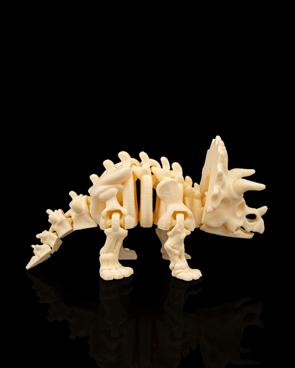 Triceratops Skeleton